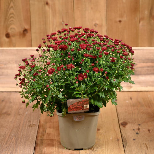 Chrysanthemum Garden Mum Red 2L