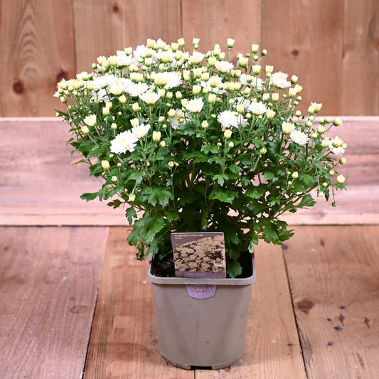 Chrysanthemum Garden Mum White 2L