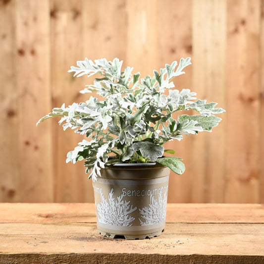 Cineraria 1L