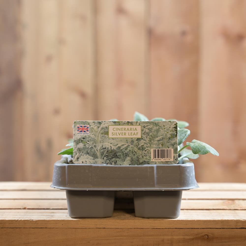 Cineraria Silver Leaf 6 Pack