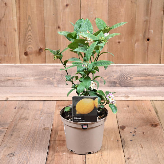 Citrus Meyers Lemon 3L
