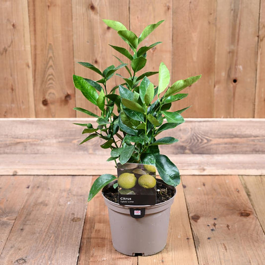 Citrus Tahiti Lime 3L