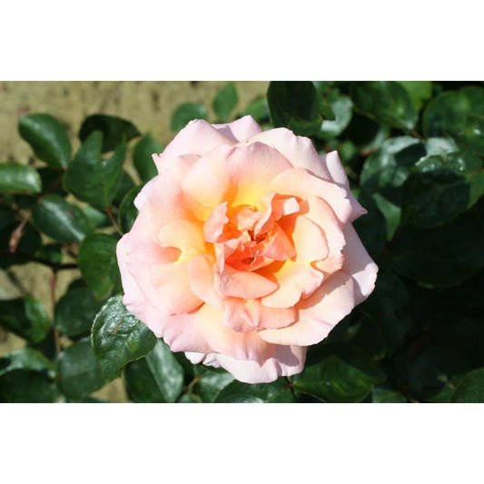 Climbing Rose Compassion 4L