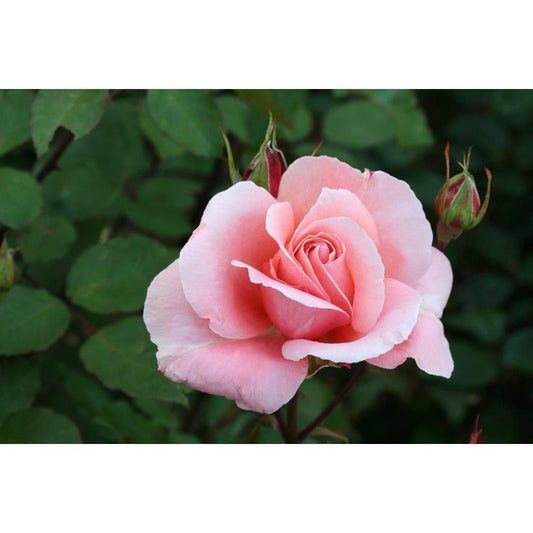 Climbing Rose Dancing Queen 4L