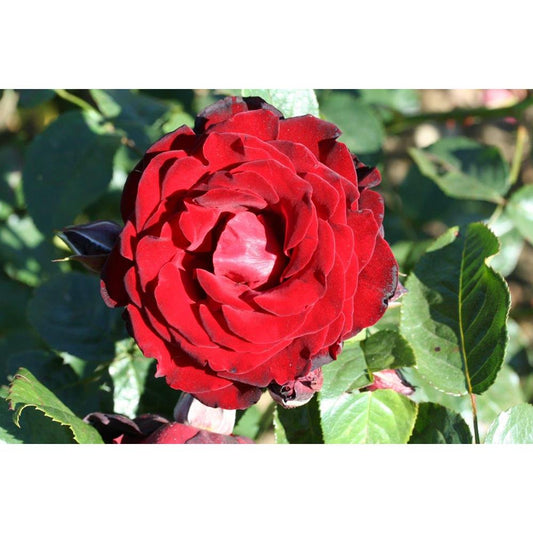 Climbing Rose Dublin Bay  4L