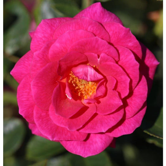 Climbing Rose Gloriana 4L