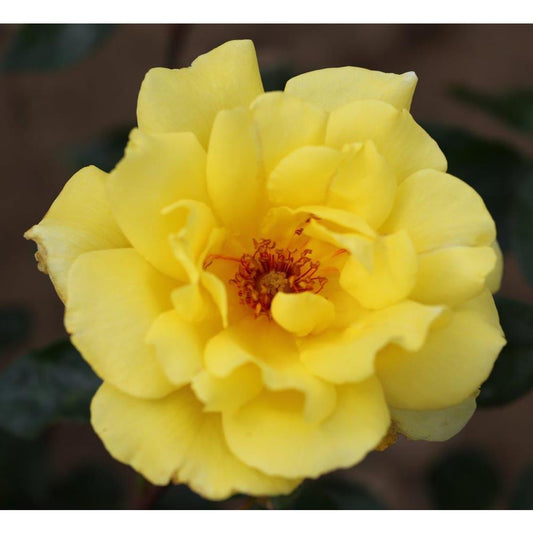 Climbing Rose Golden Showers 4L