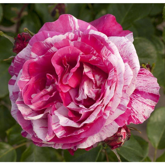 Climbing Rose Raspberry Cream Twirl  4L