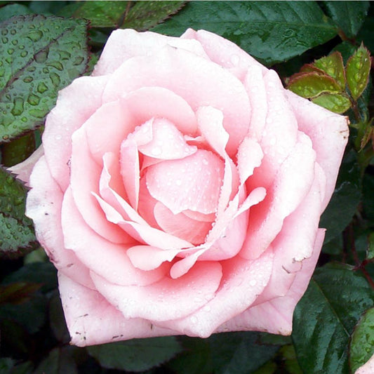 Climbing Rose Star Performer 4L