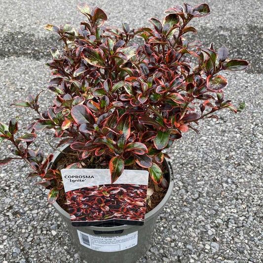Coprosma 'Ignite' 3L