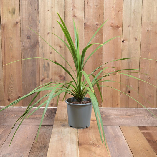 Cordyline Peko 17cm
