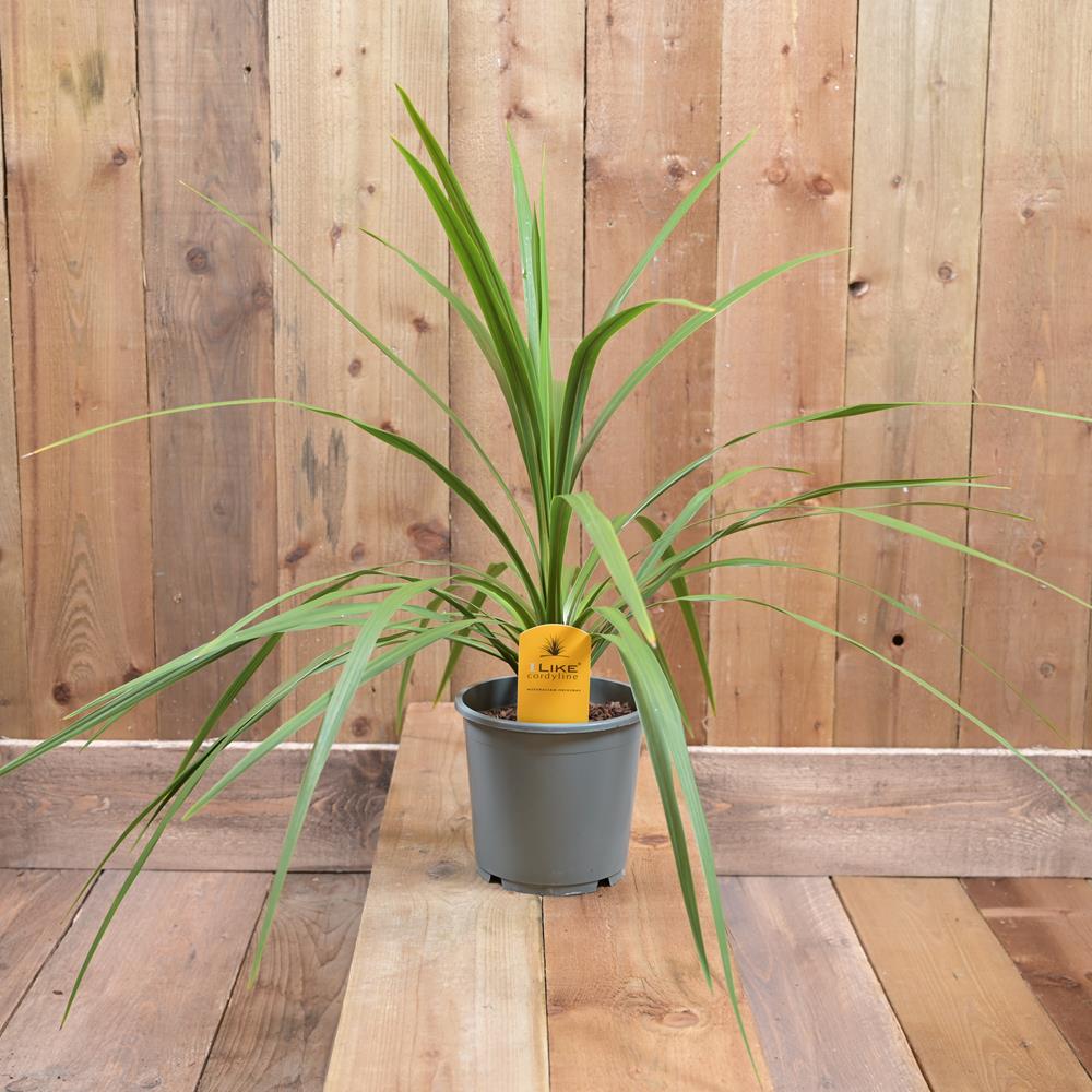 Cordyline Peko 17cm