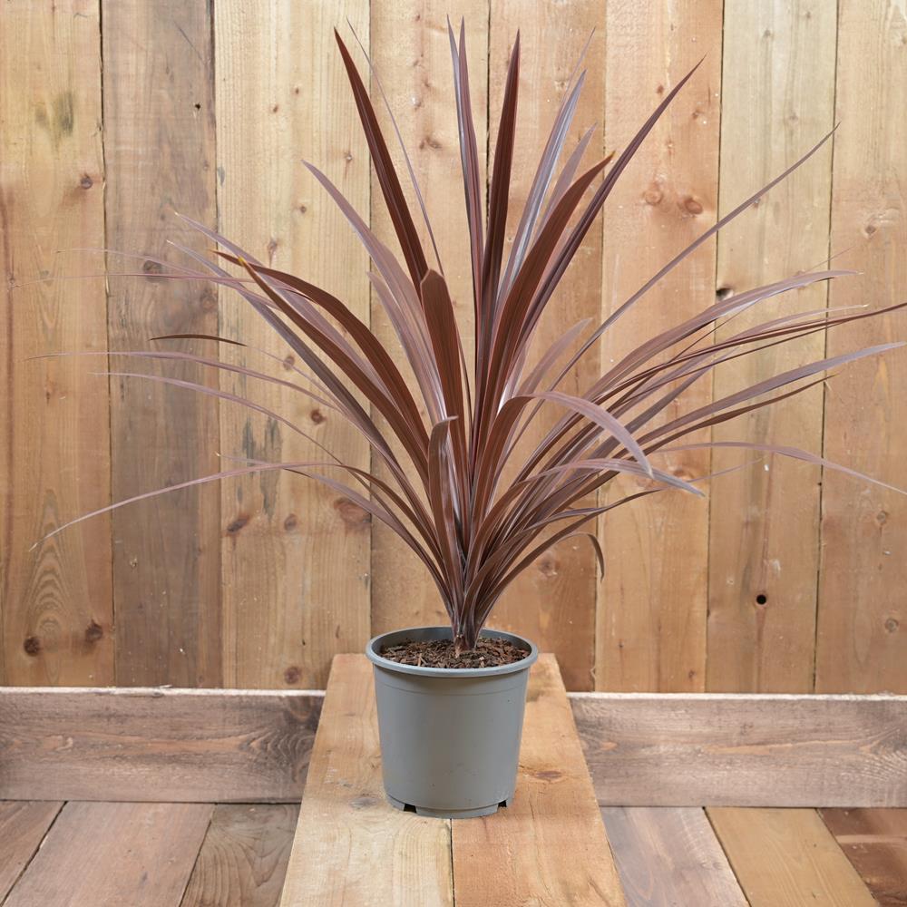 Cordyline Red Star 17cm