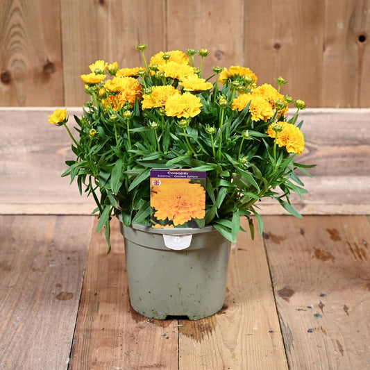 Coreopsis Golden Sphere 3L