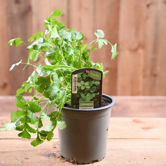 Coriander - Coriander Sativum 1L