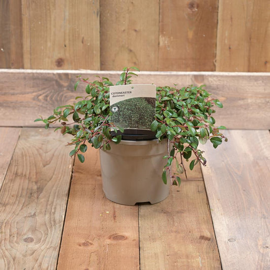 Cotoneaster Dammeri 3L