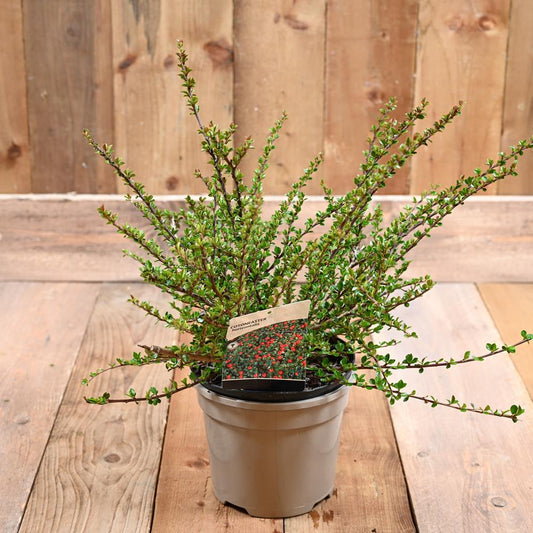 Cotoneaster Horizontalis 3L