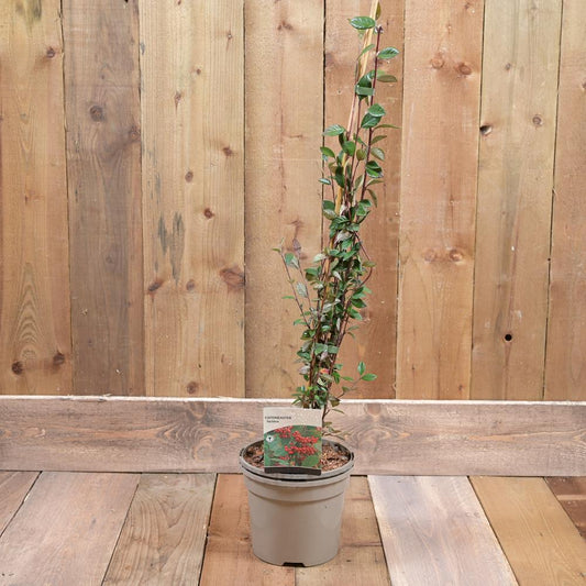 Cotoneaster Lacteus 3L