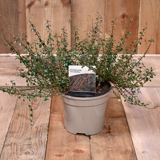 Cotoneaster Microphyllus 3L
