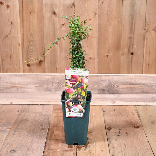 Cranberry Pilgrim 3L