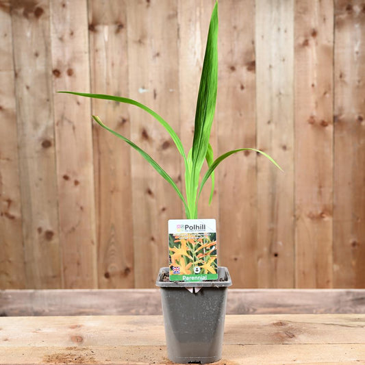 Crocosmia George Davidson 1L