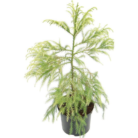 Cryptomeria Japonica Sekkan Sugi 7L
