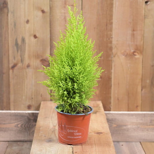 Cupressus Macr Goldcrest Wilma  14Cm pot