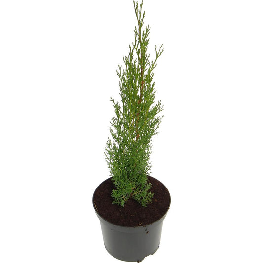 Cupressus Sempervirens Totem 3L
