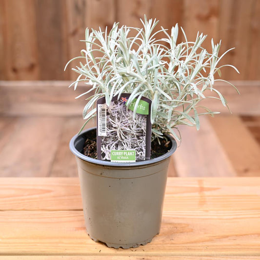Curry Korma - Helichrysum Italicum  1L