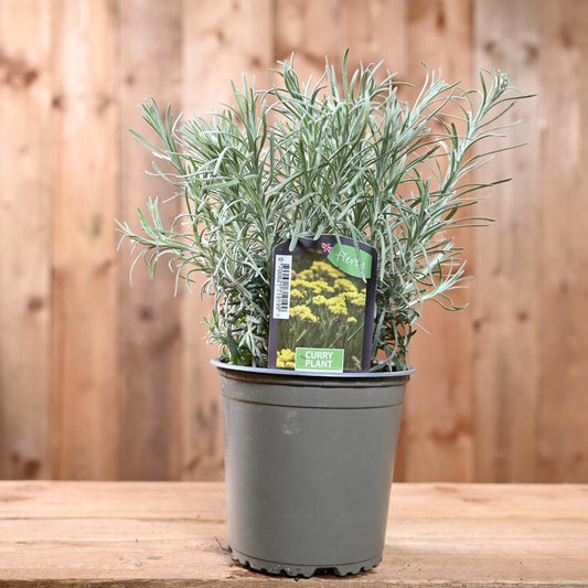 Curry Plant - Helichrysum Italicum  1L