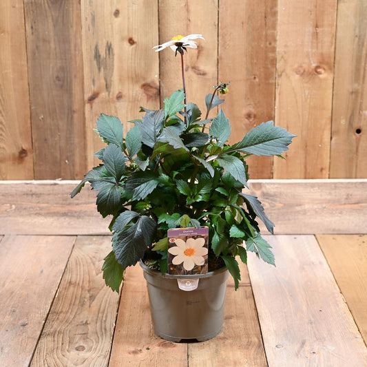 Dahlia Dahlegria White 3Ltr