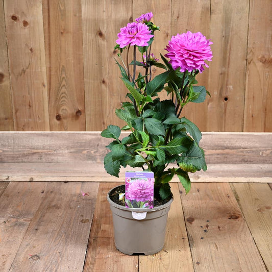 Dahlia Karma Lagoon 3L