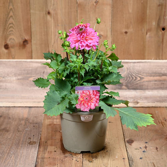 Dahlia Melody Rose 3L