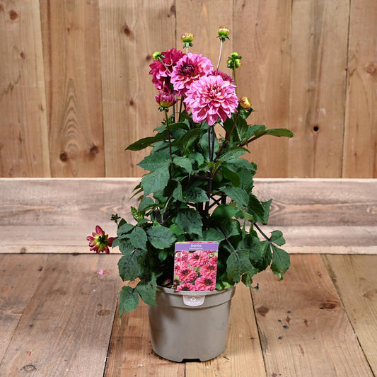 Dahlia Muchacha 3L