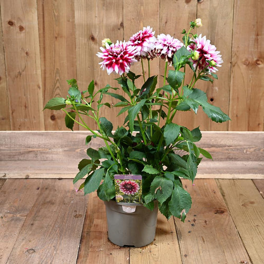 Dahlia Verdi Glory 3L