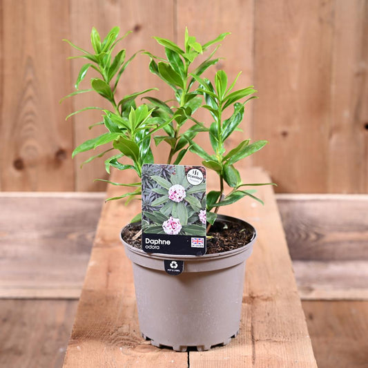 Daphne Odora 2L