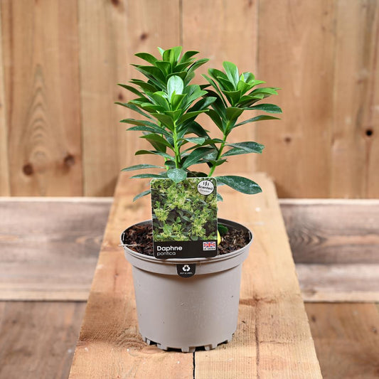 Daphne Pontica 2L