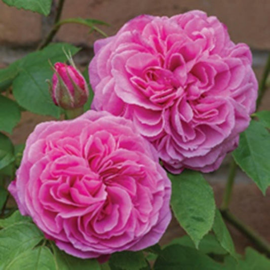 David Austin Rose Gertrude Jekyll Shrub 6L