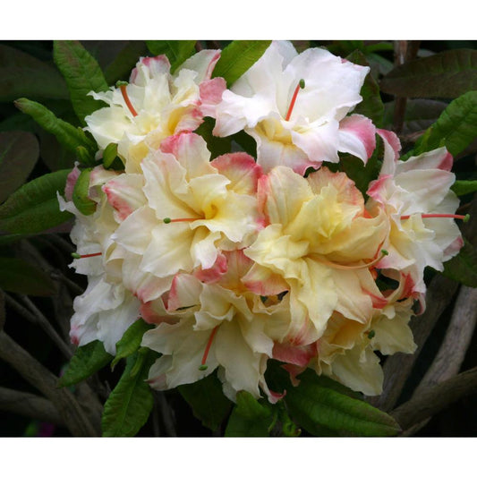 Deciduous Azalea Cannon'S Double 5L