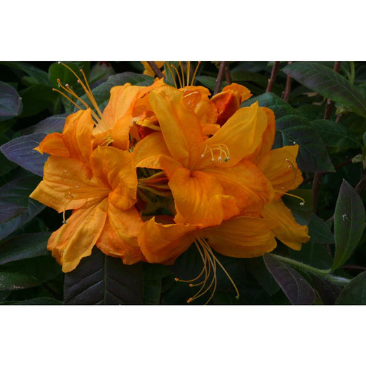 Deciduous Azalea Klondyke 5L