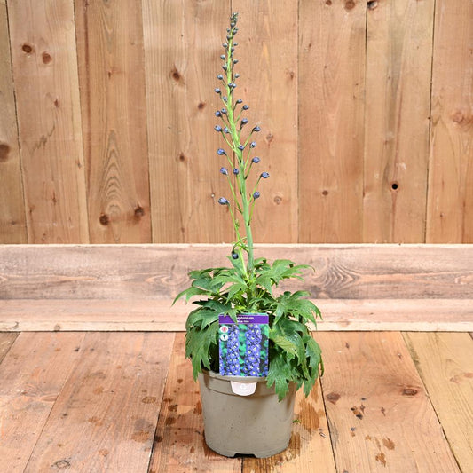 Delphinium B&L Blue Nile 3L