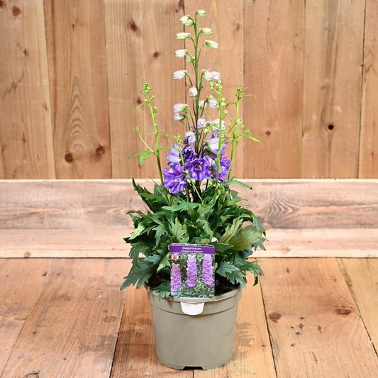 Delphinium Delgenius Breezin 3L