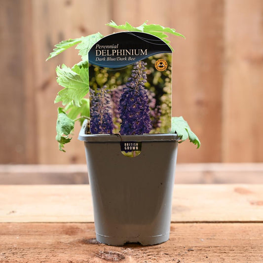 Delphinium Fountain Dark Blue Dark Bee 1L
