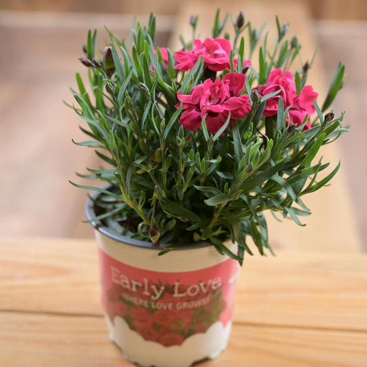 Dianthus Early Love 10.5cm Pot