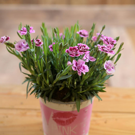 Dianthus Pink Kisses 10.5cm Pot