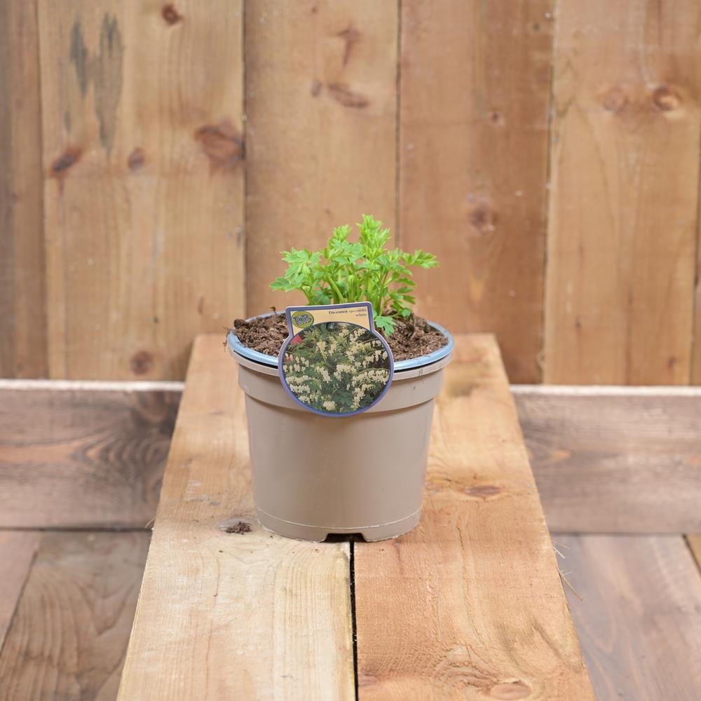 Dicentra Spectabilis Alba 17cm/2l