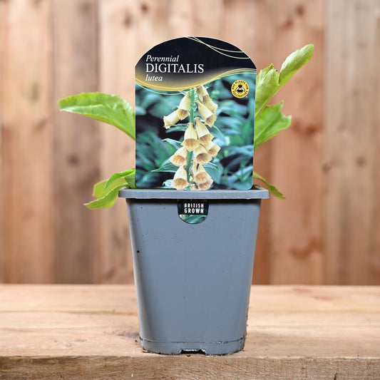 Digitalis Lutea 1L