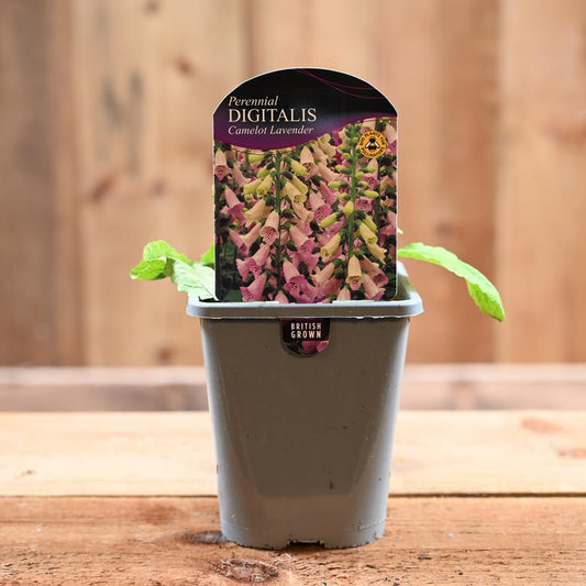 Digitalis Purpurea Camelot Lavender 1L