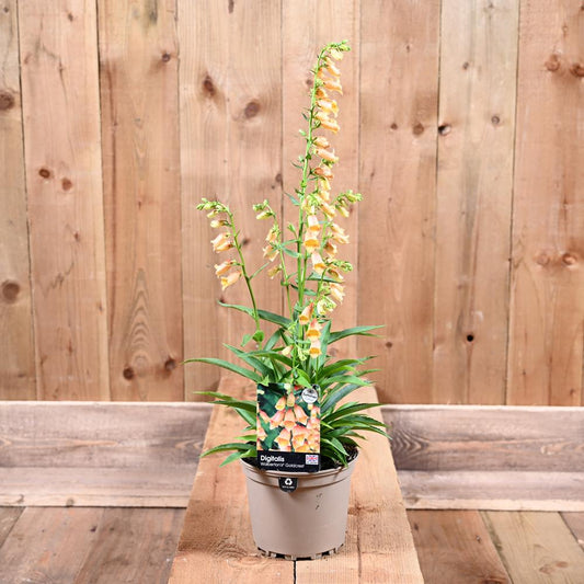 Digitalis Walburtons Goldcrest 1.5L