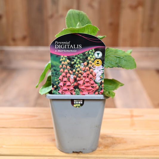 Digitalis X Mertonensis 1L